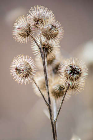 burrs back lit giving it a beauty not usually associatedの写真素材