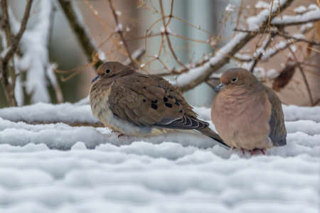 two doves sitting in the snow trying to stay warmの写真素材