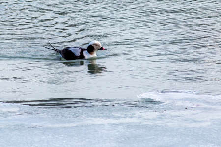 a long tail duck in the icy waters of a bay