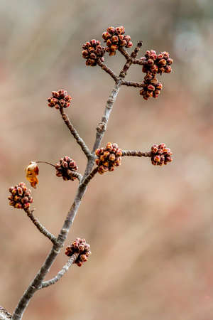 spring buds getting ready to burst into bloom
