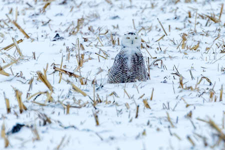 a snowy owl sitting in a corn field with its preyの写真素材
