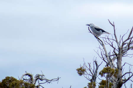 a jay sitting on top of a tree shouting ordersの写真素材