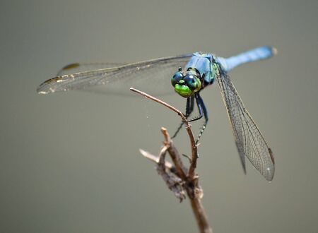 Creepy Blue Dragonfly Insect w/ Huge Eyes On Wood Branchの写真素材