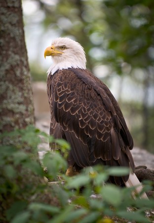 American Bald Eagle wildlife predator bird symbolizing strength and national prideの写真素材