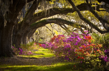 Charleston SC Plantation Live Oak Trees Spanish Moss Azalea Flowers Blooming Spring Blooms Charleston SC Plantation Live Oak Trees Spanish Moss Azalea Flowers Blooming Spring Blooms