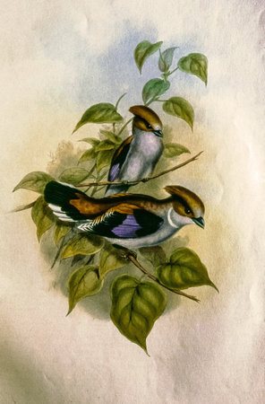 21.Nov.2004- old lithograph print of indian bird kalyan maharashtra INDIAのeditorial素材