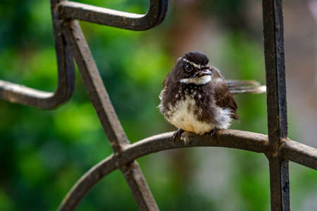 03 Jun 2020 A White-throated Fantail on window grill Lokgram Kalyan Maharashtra Indiaの写真素材