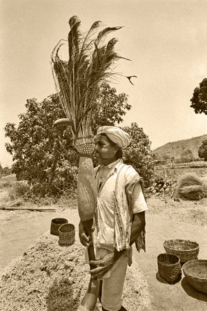 04 May 2011 Tribel Farmar Harvesting Dance-Manpur Village Taluk Vansda-District Navsari GUJARAT...