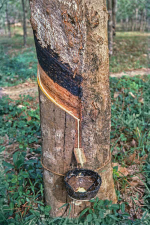 Rubber tree and bowl filled with latex in summer between Kottayam and Periyar. Kerala, India