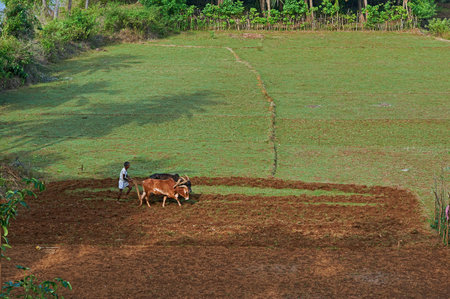 06 11 2009 Farmer plough and bulls on a paddy field in a village near Terekhol River Satarda Bridge Maharashtra Indiaのeditorial素材