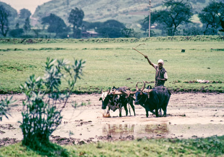 09 10 2020 Vintage Photo of A farmer ploughing a field with the help of bulls by traditional way for Paddy Near Ghoti Maharashtra India..のeditorial素材