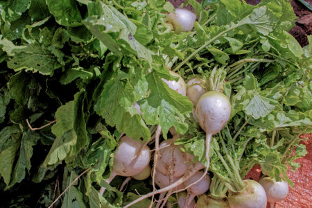 White radish with green leaves in the vegetable garden, close upの写真素材