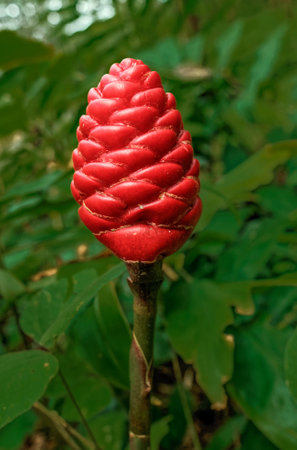 09 07 2007 Detail of the galangal flower; Galangal flower  Sri Lanka are located mainly in the wet...