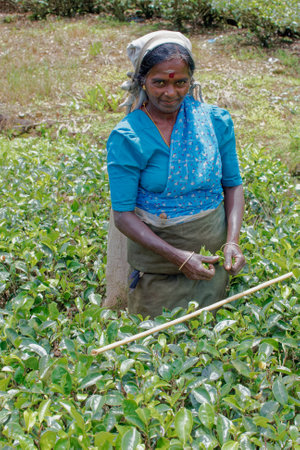 09 08 2007 Women Tea pickers on a plantation at Nuwara Eliya near Kandy Sri Lanka, Asiaのeditorial素材