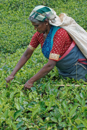 09 08 2007 Women Tea pickers on a plantation at Nuwara Eliya near Kandy Sri Lanka, Asiaのeditorial素材