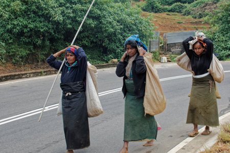 09 08 2007 Returning Women Tea pickers on a plantation at Nuwara Eliya near Kandy Sri Lanka, Asiaのeditorial素材