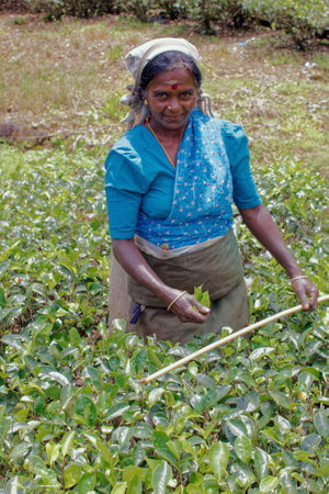 09 08 2007 Women Tea pickers on a plantation at Nuwara Eliya near Kandy Sri Lanka, Asiaのeditorial素材