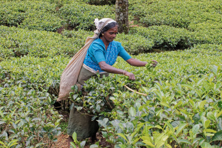 09 08 2007 Women Tea pickers on a plantation at Nuwara Eliya near Kandy Sri Lanka, Asiaのeditorial素材