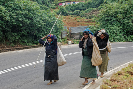 09 08 2007 Returning Women Tea pickers on a plantation at Nuwara Eliya near Kandy Sri Lanka, Asiaのeditorial素材