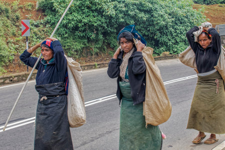 09 08 2007 Returning Women Tea pickers on a plantation at Nuwara Eliya near Kandy Sri Lanka, Asiaのeditorial素材