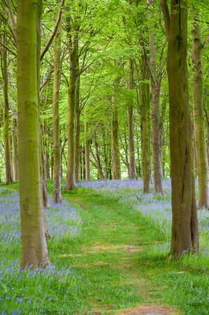Forrest path through bluebells and treesの写真素材