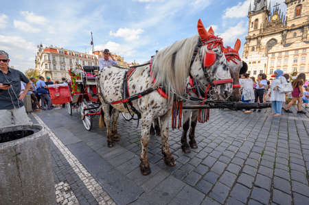 PRAGUE - JULY 20, 2019: Horse drawn carriage and horses waiting for customers in Prague Old Town Squareのeditorial素材