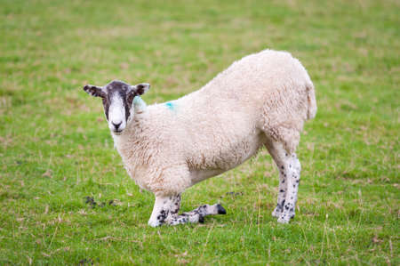 A sheep kneeling down on its front legs in a field and looking at the camera.の写真素材