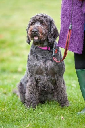 Well behaved happy black labradoodle on a leash and sitting in a field next to owner.