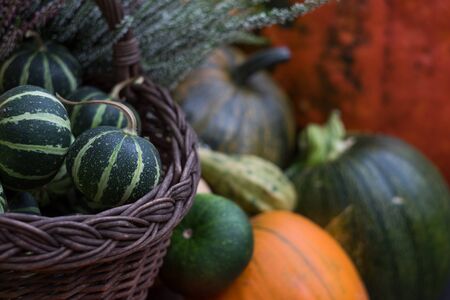 Many different pumpkins as background, closeup. Autumn seasonal holidays. Space for copy text.