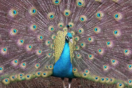 Male peacock spreading his wonderful tail to impress the ladies.の写真素材