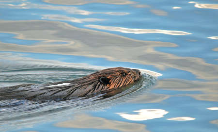 Beaver swimming in water with reflected sky and cloudsの写真素材