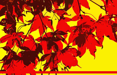 Red leaves on yellow background with horizontal red stripeの写真素材