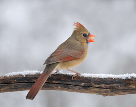 Perched female Northern Cardinal eating a peanut の写真素材