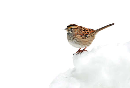 White-throated Sparrow (zonotrichia albicollis) perched on snowの写真素材