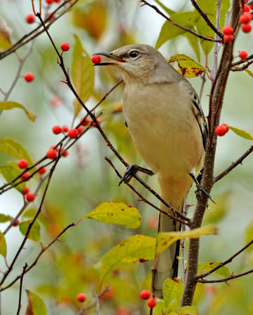Northern Mockingbird (mimus polyglottos) perched on a branch eating a berryの写真素材