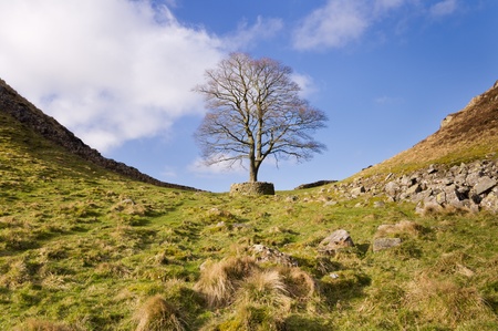 Iconic tree at Hadrians Wall Sycamore Gap  のeditorial素材