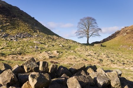 Hadrians Wall Robin Hood Tree now iconic at Sycamore Gapのeditorial素材