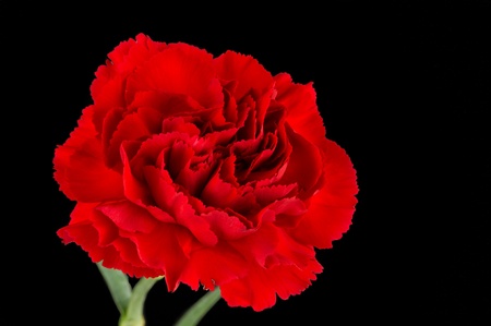 Close up of red Carnation on black backgroundの写真素材