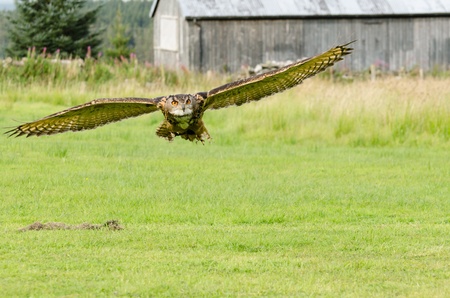 Eurasian Eagle Owl flying  bubo bubo  also known as the european eagle owl