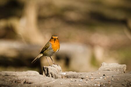 Robin perched on log bird feederの写真素材