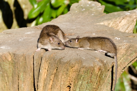 Mother rat looking for food with her young beggingの写真素材