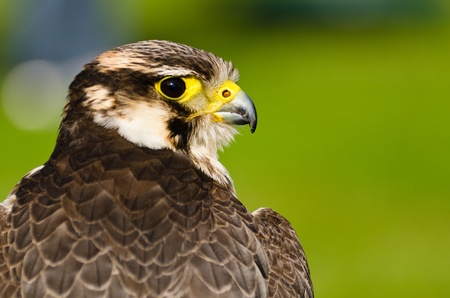 Portrait of Peregrine Falcon  falco peregrinus  from behindの写真素材