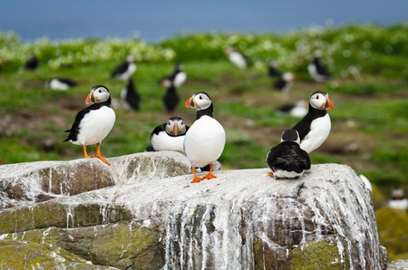 Puffins on Farne Island  fratercula arctica  are a spring visitor to nestの写真素材