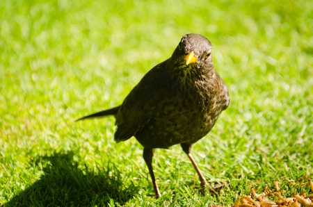 Female Blackbird on lawn looking straight at the cameraの写真素材