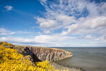Gorse at Cullernose Point  The yellow gorse of spring time on the cliff tops at Cullernose Point under a blue sky with white clouds on the coastline near Howick in Northumberlandの写真素材