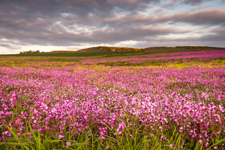 Field of Red Campion  A sea of Red Campion wildflowers with selective focus located between Craster and Bamburgh on the Northumberland Coast in late springの写真素材