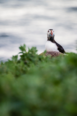 Puffin with Sand Eels Portrait, which winter in the oceans, returning to land for the breeding season where they nest in burrowsの写真素材