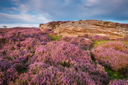 Heather on Rothbury Terraces, which walk offers views over the Coquet Valley to the Simonside and Cheviot Hills, heather covers the hillside in summerの写真素材