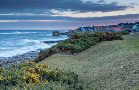 Early Gorse at Craster Village, a small fishing village on the Northumberland coast, with a small harbour and views to the ruins of Dunstanburgh Castleの写真素材