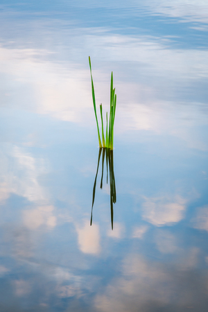 Big Waters Nature Reserve located in south east Northumberland near Newcastle is a large subsidence pondの写真素材